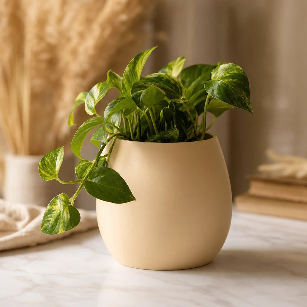VASO DECORATIVO PARA PLANTAS